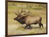 Male Elk Bugling: Moraine Park, Rocky Mountain National Park, Colorado, USA-Michel Hersen-Framed Photographic Print