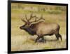 Male Elk Bugling: Moraine Park, Rocky Mountain National Park, Colorado, USA-Michel Hersen-Framed Photographic Print