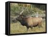 Male Elk in Moraine Park, Rocky Mountain National Park, Colorado, USA-Michel Hersen-Framed Stretched Canvas