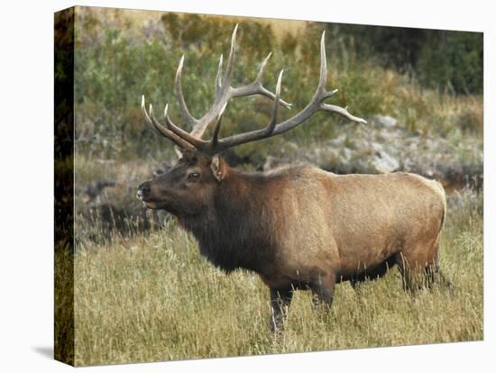 Male Elk in Moraine Park, Rocky Mountain National Park, Colorado, USA-Michel Hersen-Stretched Canvas