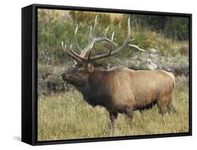 Male Elk in Moraine Park, Rocky Mountain National Park, Colorado, USA-Michel Hersen-Framed Stretched Canvas