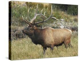 Male Elk in Moraine Park, Rocky Mountain National Park, Colorado, USA-Michel Hersen-Stretched Canvas
