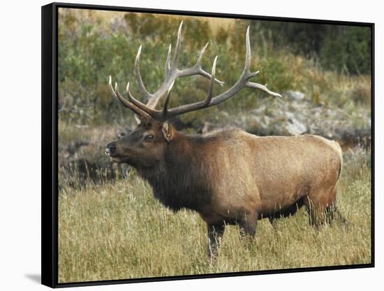 Male Elk in Moraine Park, Rocky Mountain National Park, Colorado, USA-Michel Hersen-Framed Stretched Canvas