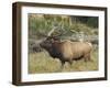 Male Elk in Moraine Park, Rocky Mountain National Park, Colorado, USA-Michel Hersen-Framed Photographic Print