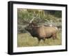 Male Elk in Moraine Park, Rocky Mountain National Park, Colorado, USA-Michel Hersen-Framed Photographic Print