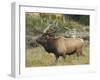 Male Elk in Moraine Park, Rocky Mountain National Park, Colorado, USA-Michel Hersen-Framed Photographic Print