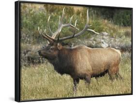 Male Elk in Moraine Park, Rocky Mountain National Park, Colorado, USA-Michel Hersen-Framed Photographic Print