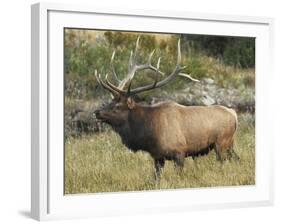 Male Elk in Moraine Park, Rocky Mountain National Park, Colorado, USA-Michel Hersen-Framed Photographic Print