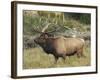 Male Elk in Moraine Park, Rocky Mountain National Park, Colorado, USA-Michel Hersen-Framed Photographic Print