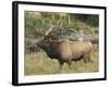 Male Elk in Moraine Park, Rocky Mountain National Park, Colorado, USA-Michel Hersen-Framed Photographic Print