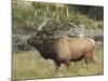 Male Elk in Moraine Park, Rocky Mountain National Park, Colorado, USA-Michel Hersen-Mounted Photographic Print