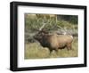 Male Elk in Moraine Park, Rocky Mountain National Park, Colorado, USA-Michel Hersen-Framed Photographic Print