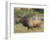 Male Elk in Moraine Park, Rocky Mountain National Park, Colorado, USA-Michel Hersen-Framed Photographic Print