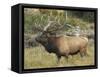 Male Elk in Moraine Park, Rocky Mountain National Park, Colorado, USA-Michel Hersen-Framed Stretched Canvas