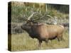 Male Elk in Moraine Park, Rocky Mountain National Park, Colorado, USA-Michel Hersen-Stretched Canvas