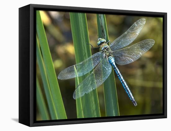 Male Emperor Dragonfly-Adrian Bicker-Framed Stretched Canvas