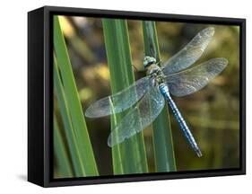 Male Emperor Dragonfly-Adrian Bicker-Framed Stretched Canvas