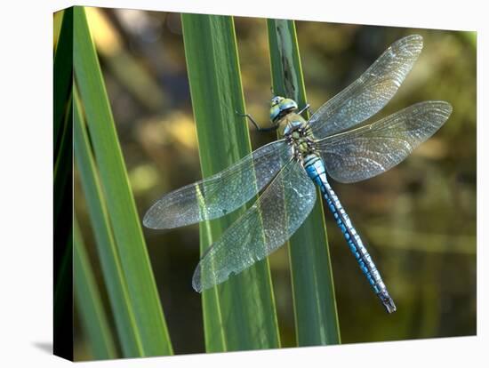 Male Emperor Dragonfly-Adrian Bicker-Stretched Canvas