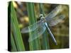 Male Emperor Dragonfly-Adrian Bicker-Stretched Canvas