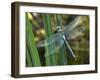 Male Emperor Dragonfly-Adrian Bicker-Framed Photographic Print