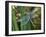 Male Emperor Dragonfly-Adrian Bicker-Framed Photographic Print