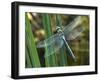 Male Emperor Dragonfly-Adrian Bicker-Framed Photographic Print