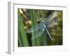 Male Emperor Dragonfly-Adrian Bicker-Framed Photographic Print