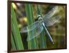 Male Emperor Dragonfly-Adrian Bicker-Framed Photographic Print