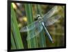 Male Emperor Dragonfly-Adrian Bicker-Framed Photographic Print