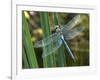 Male Emperor Dragonfly-Adrian Bicker-Framed Photographic Print