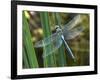 Male Emperor Dragonfly-Adrian Bicker-Framed Photographic Print