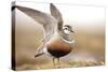 Male Eurasian Dotterel (Charadrius Morinellus) Displaying with Wings Raised, Grampian Mountains, UK-Mark Hamblin-Stretched Canvas