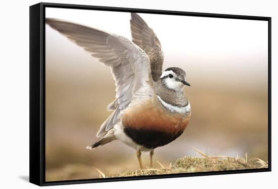 Male Eurasian Dotterel (Charadrius Morinellus) Displaying with Wings Raised, Grampian Mountains, UK-Mark Hamblin-Framed Stretched Canvas