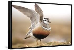 Male Eurasian Dotterel (Charadrius Morinellus) Displaying with Wings Raised, Grampian Mountains, UK-Mark Hamblin-Framed Stretched Canvas