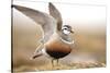 Male Eurasian Dotterel (Charadrius Morinellus) Displaying with Wings Raised, Grampian Mountains, UK-Mark Hamblin-Stretched Canvas