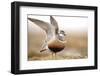 Male Eurasian Dotterel (Charadrius Morinellus) Displaying with Wings Raised, Grampian Mountains, UK-Mark Hamblin-Framed Photographic Print