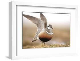 Male Eurasian Dotterel (Charadrius Morinellus) Displaying with Wings Raised, Grampian Mountains, UK-Mark Hamblin-Framed Photographic Print