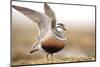 Male Eurasian Dotterel (Charadrius Morinellus) Displaying with Wings Raised, Grampian Mountains, UK-Mark Hamblin-Mounted Photographic Print