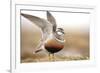 Male Eurasian Dotterel (Charadrius Morinellus) Displaying with Wings Raised, Grampian Mountains, UK-Mark Hamblin-Framed Photographic Print