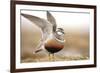 Male Eurasian Dotterel (Charadrius Morinellus) Displaying with Wings Raised, Grampian Mountains, UK-Mark Hamblin-Framed Photographic Print