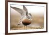 Male Eurasian Dotterel (Charadrius Morinellus) Displaying with Wings Raised, Grampian Mountains, UK-Mark Hamblin-Framed Photographic Print