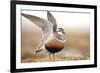 Male Eurasian Dotterel (Charadrius Morinellus) Displaying with Wings Raised, Grampian Mountains, UK-Mark Hamblin-Framed Photographic Print