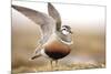 Male Eurasian Dotterel (Charadrius Morinellus) Displaying with Wings Raised, Grampian Mountains, UK-Mark Hamblin-Mounted Photographic Print