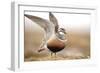 Male Eurasian Dotterel (Charadrius Morinellus) Displaying with Wings Raised, Grampian Mountains, UK-Mark Hamblin-Framed Photographic Print