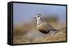 Male Eurasian Dotterel in Breeding Habitat, Grampian Mountains, Cairngorms Np, Scotland, UK-Mark Hamblin-Framed Stretched Canvas