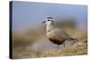 Male Eurasian Dotterel in Breeding Habitat, Grampian Mountains, Cairngorms Np, Scotland, UK-Mark Hamblin-Stretched Canvas