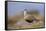 Male Eurasian Dotterel in Breeding Habitat, Grampian Mountains, Cairngorms Np, Scotland, UK-Mark Hamblin-Framed Stretched Canvas