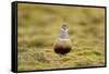 Male Eurasian Dotterel in Breeding Habitat, Grampian Mountains, Cairngorms Np, Scotland, UK-Mark Hamblin-Framed Stretched Canvas