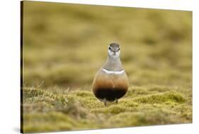 Male Eurasian Dotterel in Breeding Habitat, Grampian Mountains, Cairngorms Np, Scotland, UK-Mark Hamblin-Stretched Canvas