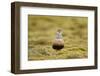 Male Eurasian Dotterel in Breeding Habitat, Grampian Mountains, Cairngorms Np, Scotland, UK-Mark Hamblin-Framed Photographic Print